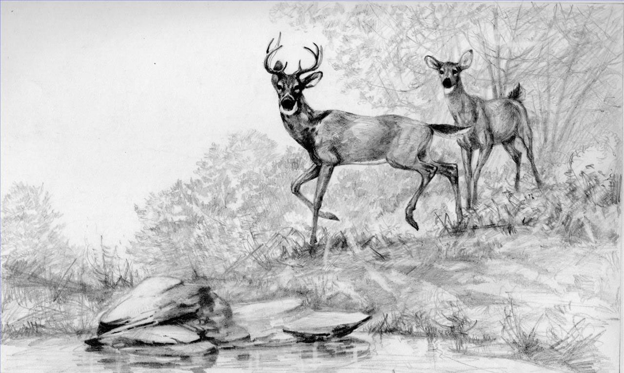 ストリーム鉛筆の黒と白の鹿油絵